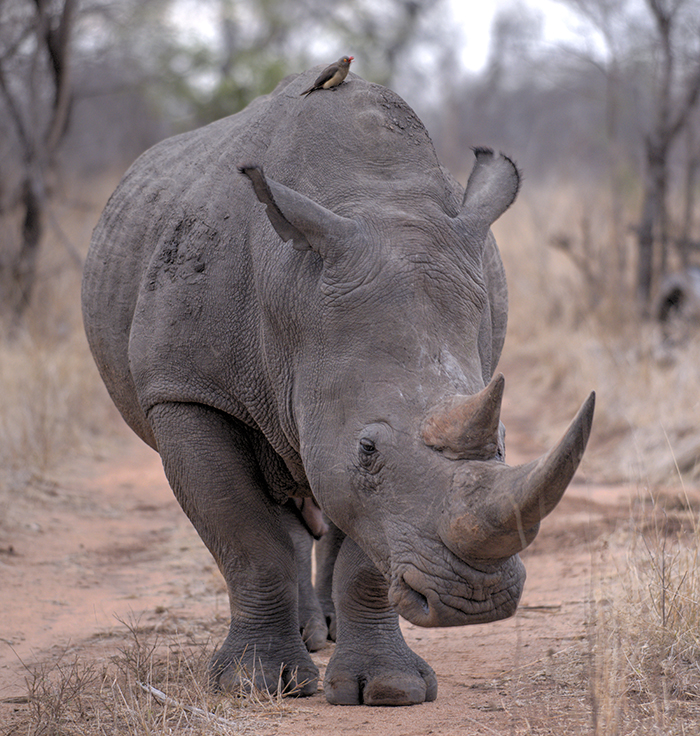 Rhino and bird